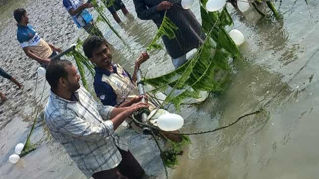 সমুদ্রের সবুজ সোনা: উপকূলীয় জীবিকা ও জলবায়ু পরিবর্তনে শৈবাল চাষে অপার সম্ভাবনা